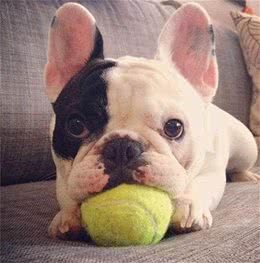 斗牛犬好养吗?如果你准备养一只斗牛马上看过来