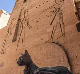 古埃及的猫崇拜:神圣与实用的结合