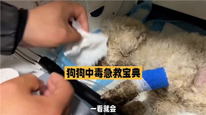 养狗经验分享，狗中毒怎么办?别慌，狗狗中毒急救宝典来了