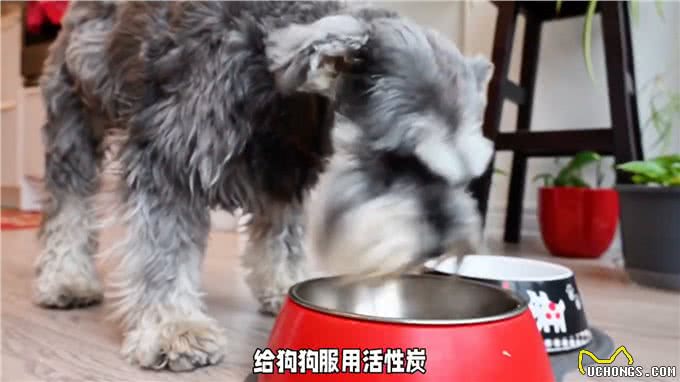 养狗经验分享，狗中毒怎么办?别慌，狗狗中毒急救宝典来了