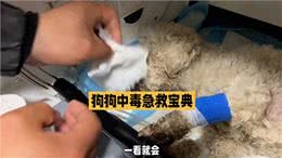 养狗经验分享，狗中毒怎么办?别慌，狗狗中毒急救宝典来了