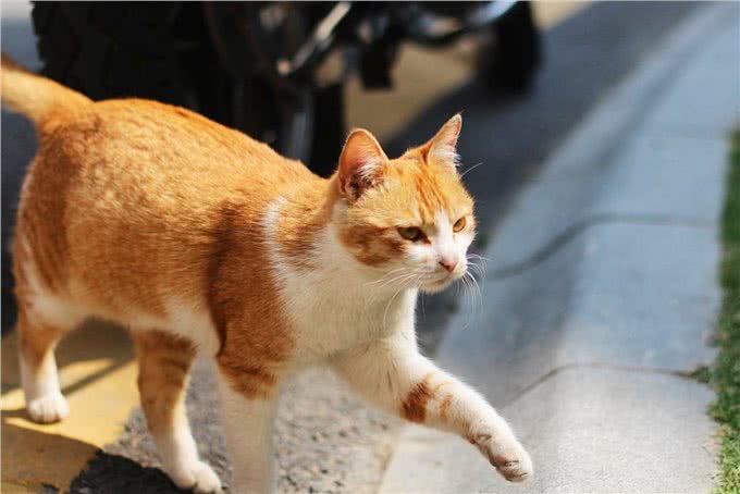 猫咪忠心排行榜，你家的上榜了吗?