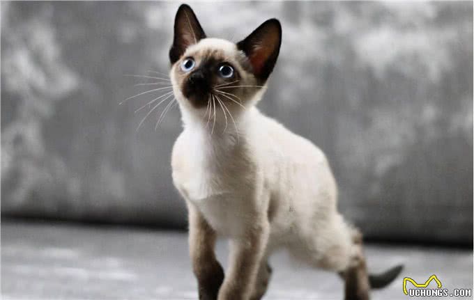 猫咪忠心排行榜，你家的上榜了吗?