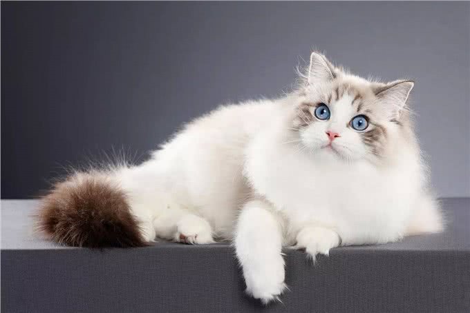 猫咪忠心排行榜，你家的上榜了吗?