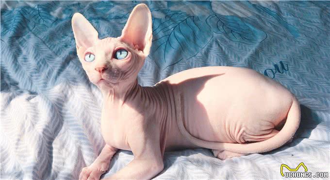 猫咪忠心排行榜，你家的上榜了吗?