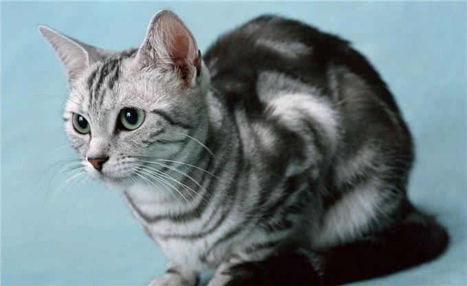 猫咪忠心排行榜，你家的上榜了吗?