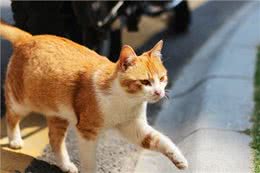 猫咪忠心排行榜，你家的上榜了吗?