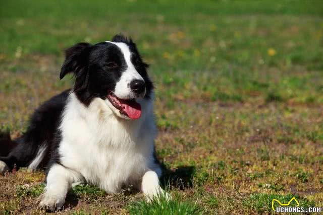 狗狗的智慧,是否超乎你的想象?