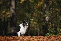 狗狗的智慧，是否超乎你的想象?