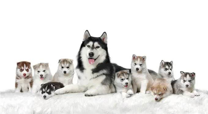 狗狗产前状态监测狗狗产前最明显的征兆