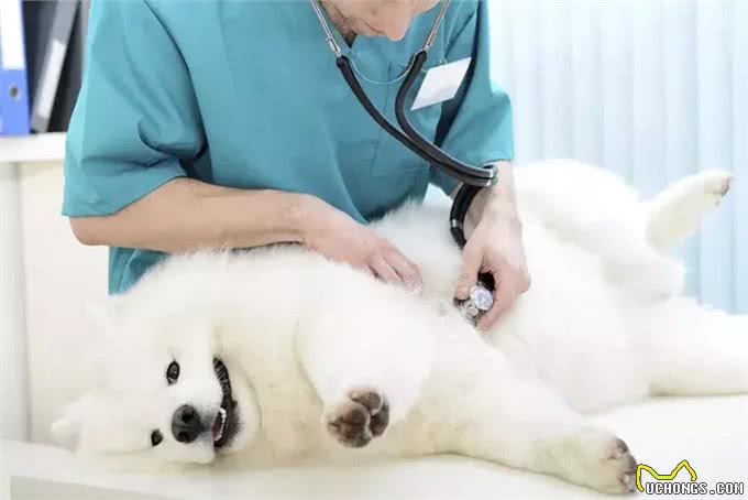 狗狗产前状态监测狗狗产前最明显的征兆