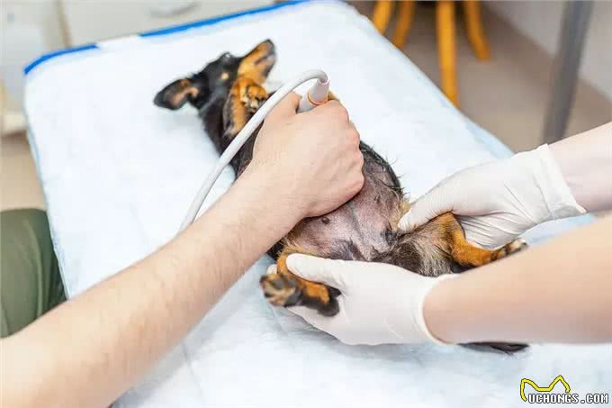 狗狗产前状态监测狗狗产前最明显的征兆