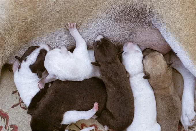 狗狗产前状态监测狗狗产前最明显的征兆