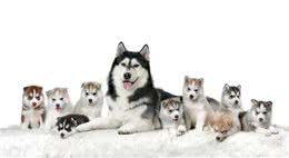 狗狗产前状态监测狗狗产前最明显的征兆