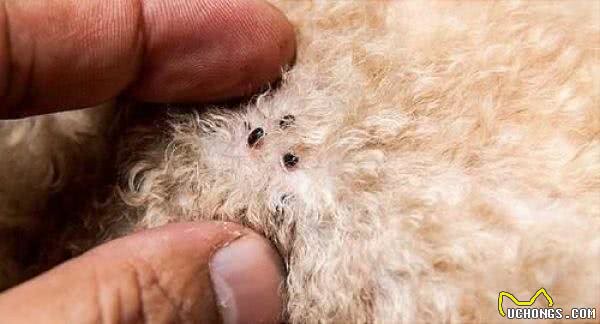 狗狗有这些特点,其实没有那么长命