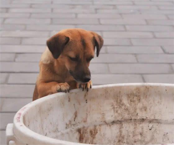 狗狗有这些特点,其实没有那么长命