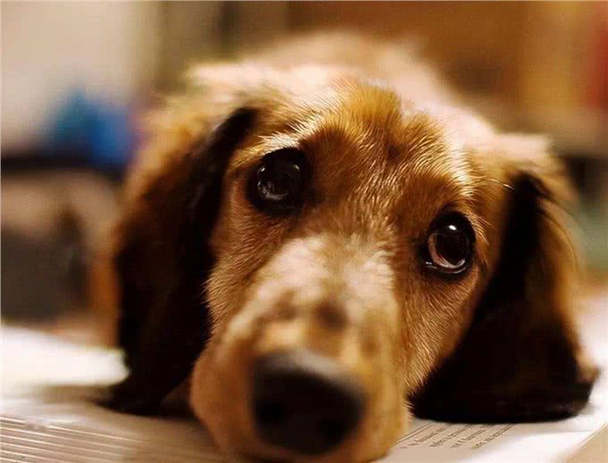 狗狗有这些特点,其实没有那么长命