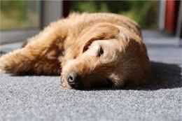 狗狗有这些特点，其实没有那么长命