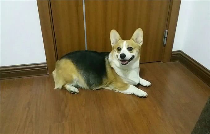 为何很多人不想养柯基了?饲养过程太费钱了,许多人直呼养不起