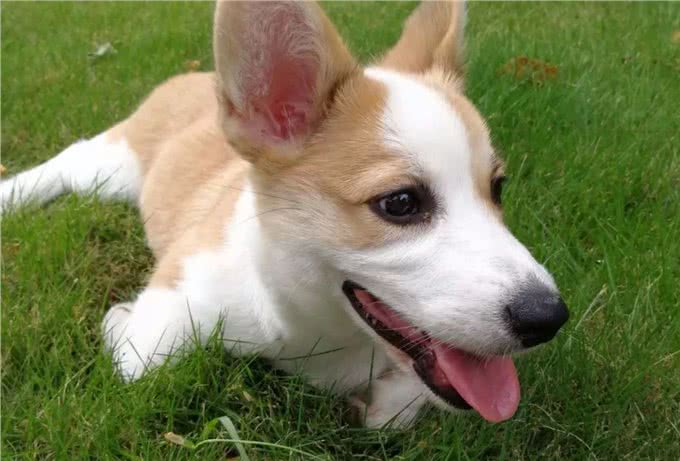 为何很多人不想养柯基了?饲养过程太费钱了,许多人直呼养不起