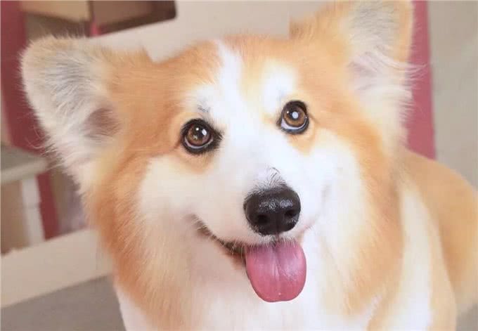 为何很多人不想养柯基了?饲养过程太费钱了,许多人直呼养不起