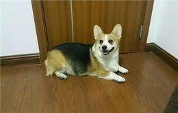 为何很多人不想养柯基了?饲养过程太费钱了，许多人直呼养不起