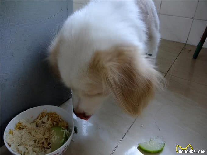 狗狗吃剩饭剩菜的危害，你知道几点?
