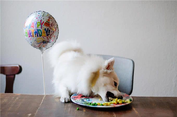 狗狗吃剩饭剩菜的危害，你知道几点?