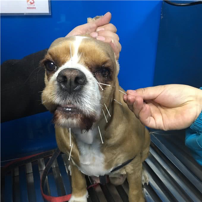 狗狗吃剩饭剩菜的危害，你知道几点?