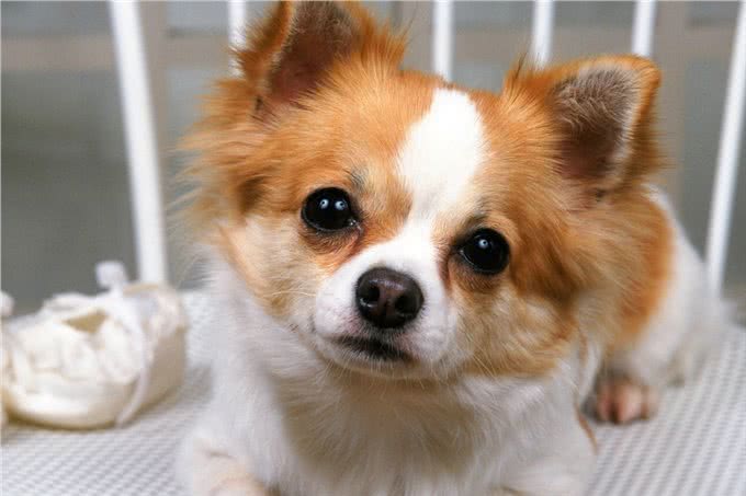 狗狗吃剩饭剩菜的危害，你知道几点?