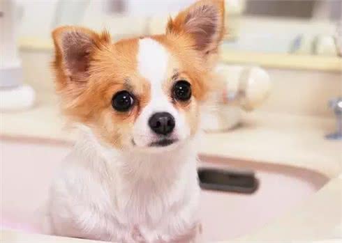 幼年狗狗喂养的八要点