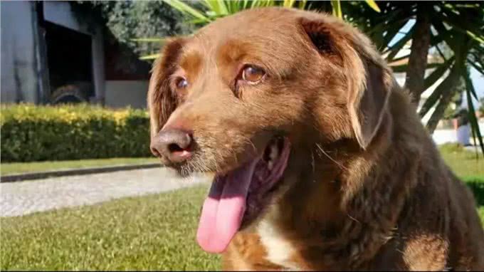 博比，世界最长寿狗，31岁高龄离世，留下美好回忆