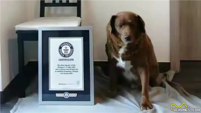 博比，世界最长寿狗，31岁高龄离世，留下美好回忆