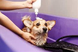 狗狗洗澡水温多少度最合适?听我给你娓娓道来