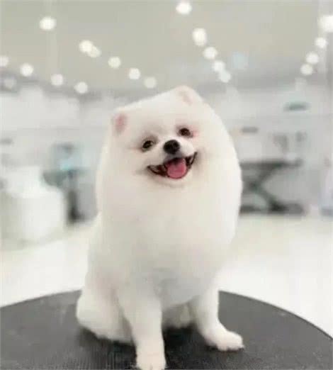 狗狗运动量大揭秘!你的爱犬够活力了吗?