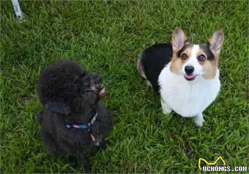 狗狗运动量大揭秘!你的爱犬够活力了吗?