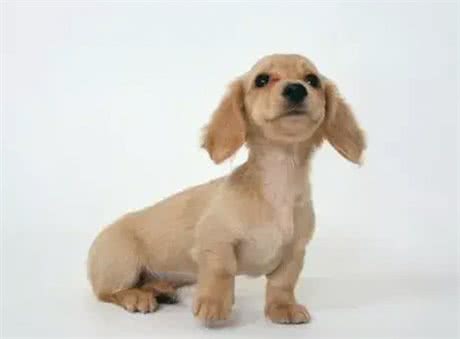 狗狗运动量大揭秘!你的爱犬够活力了吗?