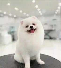 狗狗运动量大揭秘!你的爱犬够活力了吗?