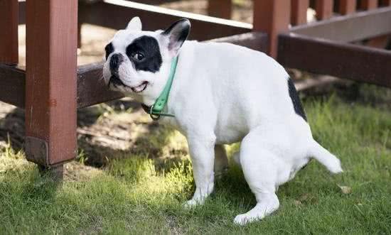 出门遛狗时,你会自觉清理狗便便吗?