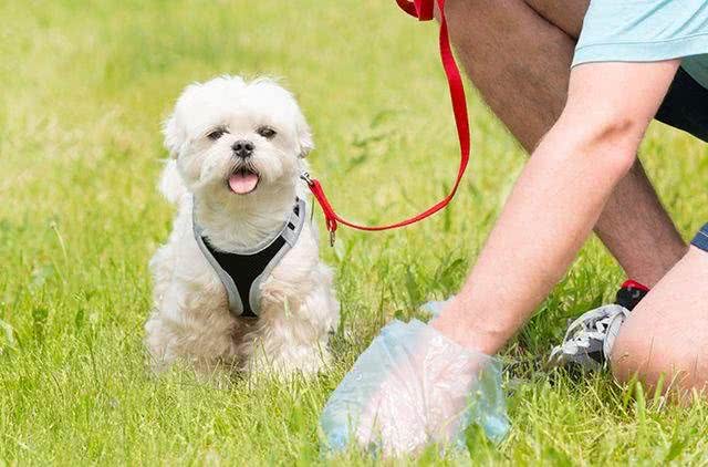 出门遛狗时,你会自觉清理狗便便吗?