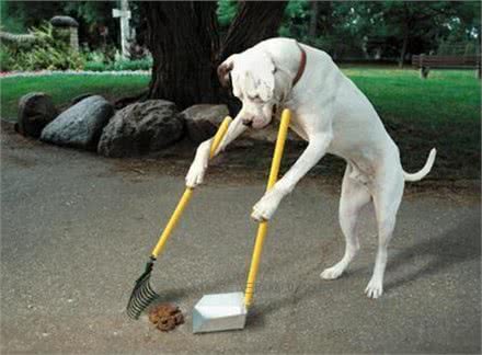 出门遛狗时,你会自觉清理狗便便吗?