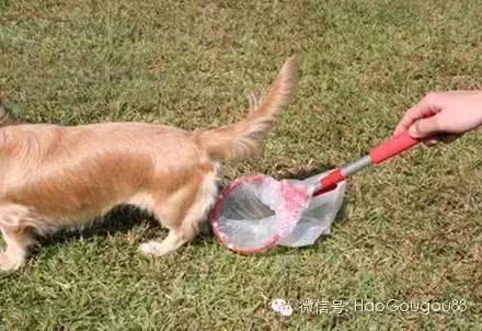 出门遛狗时,你会自觉清理狗便便吗?