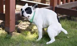 出门遛狗时，你会自觉清理狗便便吗?