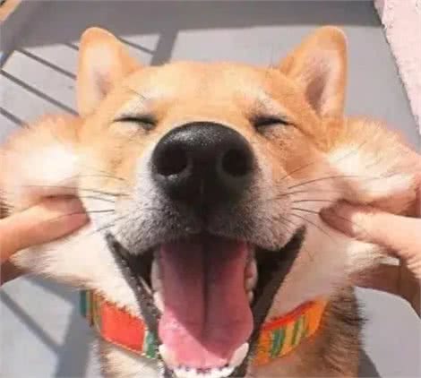 人们为什么喜欢养宠物?养宠好处多多，看看你是否中招?