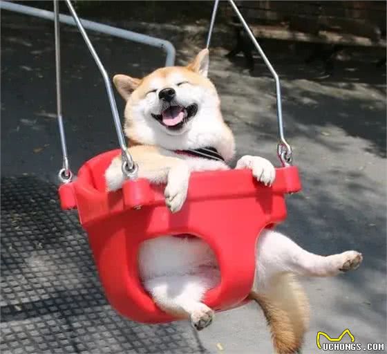 人们为什么喜欢养宠物?养宠好处多多，看看你是否中招?