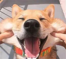 人们为什么喜欢养宠物?养宠好处多多，看看你是否中招?