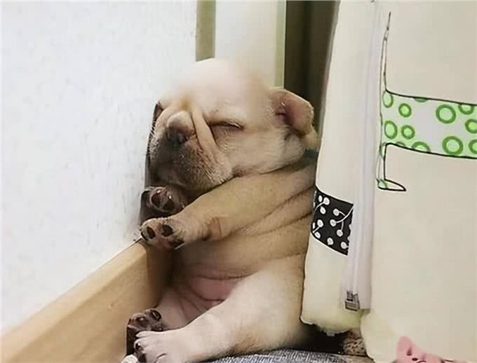 一只狗不爱你，会睡在这几个地方，你家狗有吗?