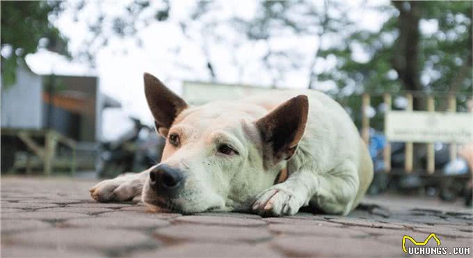 一只狗不爱你，会睡在这几个地方，你家狗有吗?