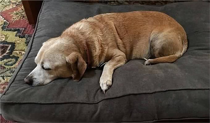 一只狗不爱你，会睡在这几个地方，你家狗有吗?