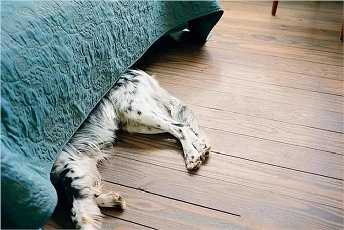 一只狗不爱你，会睡在这几个地方，你家狗有吗?